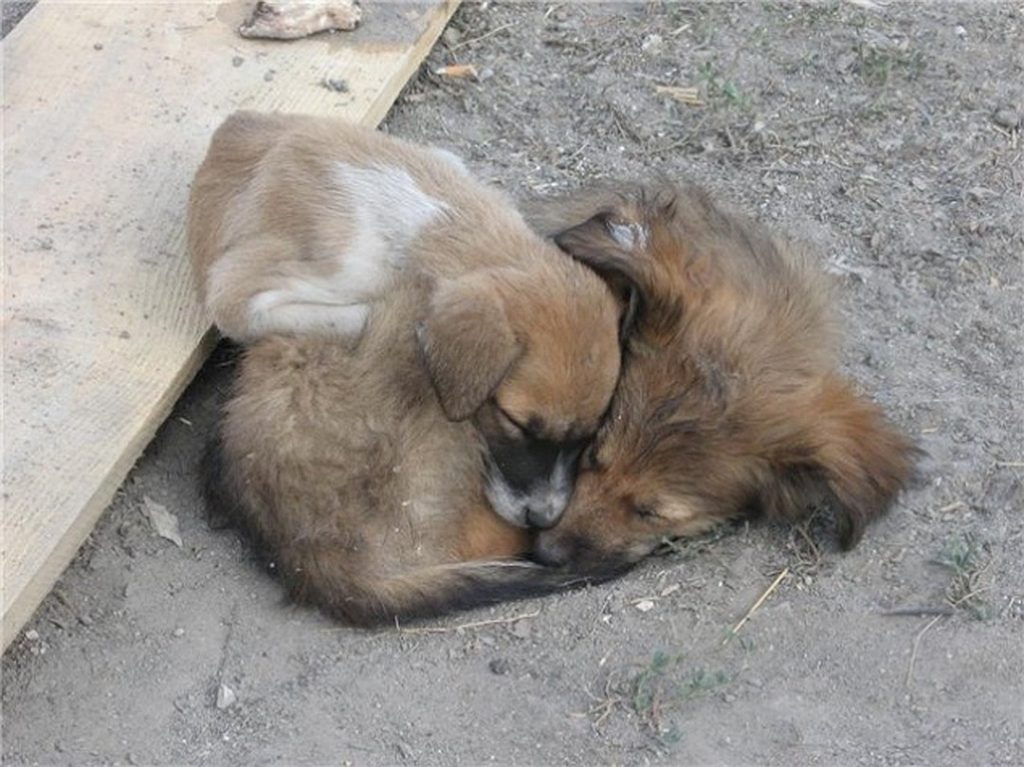 Самые трогательные фотографии бездомных животных, от которых сжимется сердце