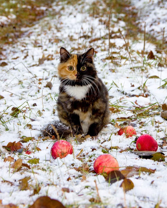 Удивительная кошка Яна живет в Минске