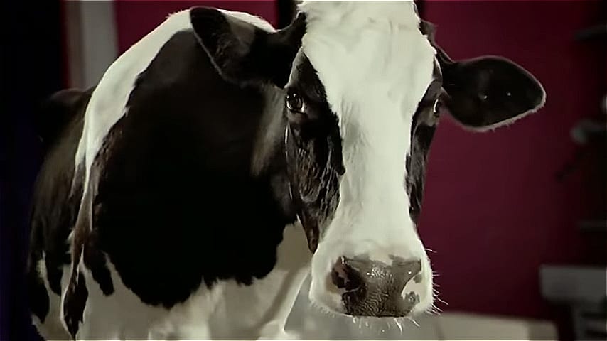 ВИДЕО: Кастинг талантливой коровушки в шоу "Танцы"