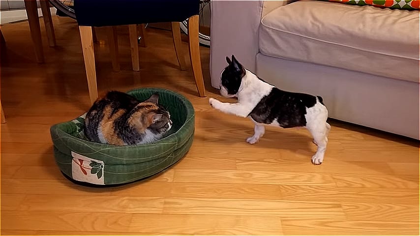 ВИДЕО: Мимимишная битва за кровать между котом и щенком