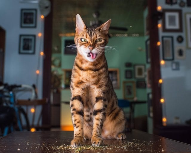 25 фото котов, балдеющих от кошачьей мяты